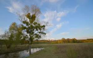 Broliai Černiauskai, gamta, augalai, pavasaris
